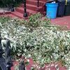 <em>L&O: Arboricide Unit</em>: Brooklyn Tree Branch Breaker Nabbed